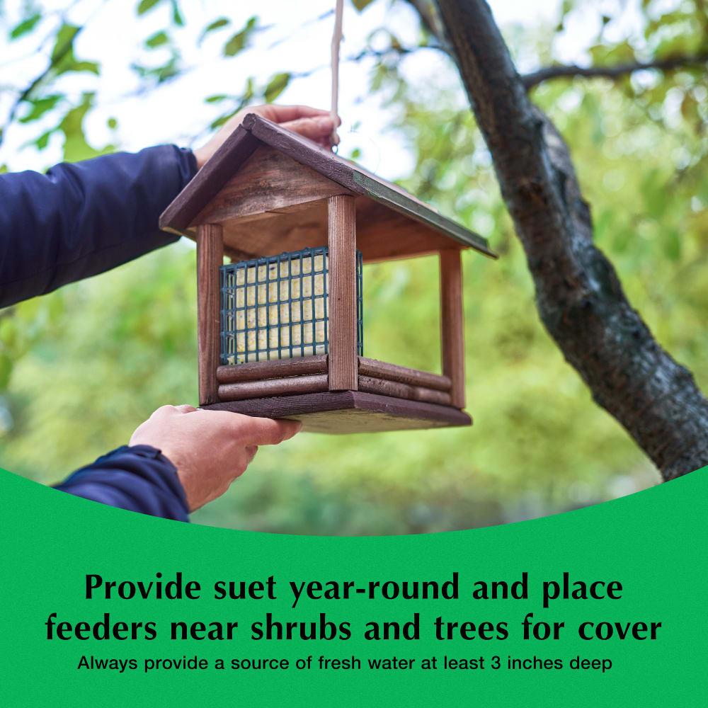 Provide suet year round and place feeders near shrubs and trees for cover