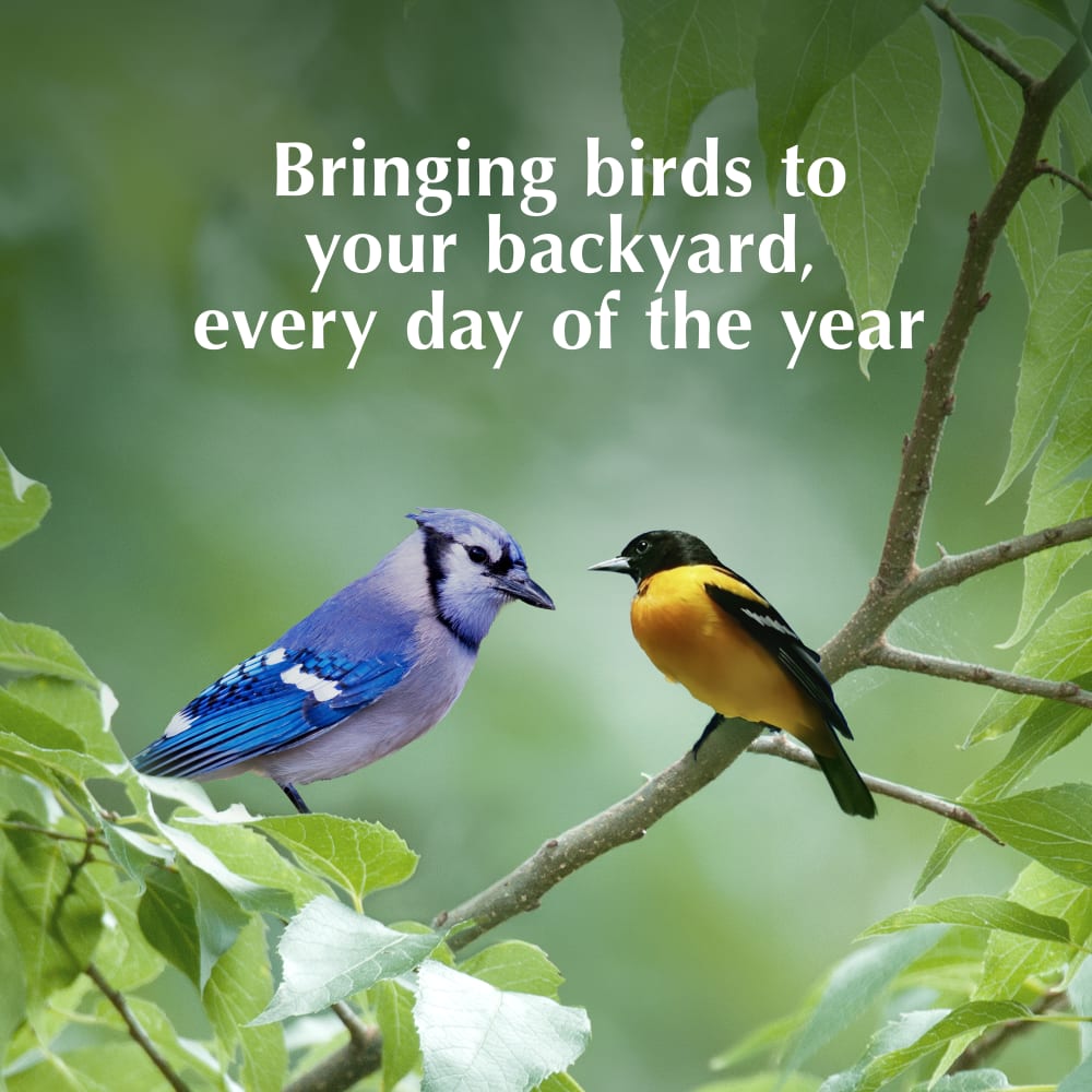 Bringing birds to your backyard, every day of the year