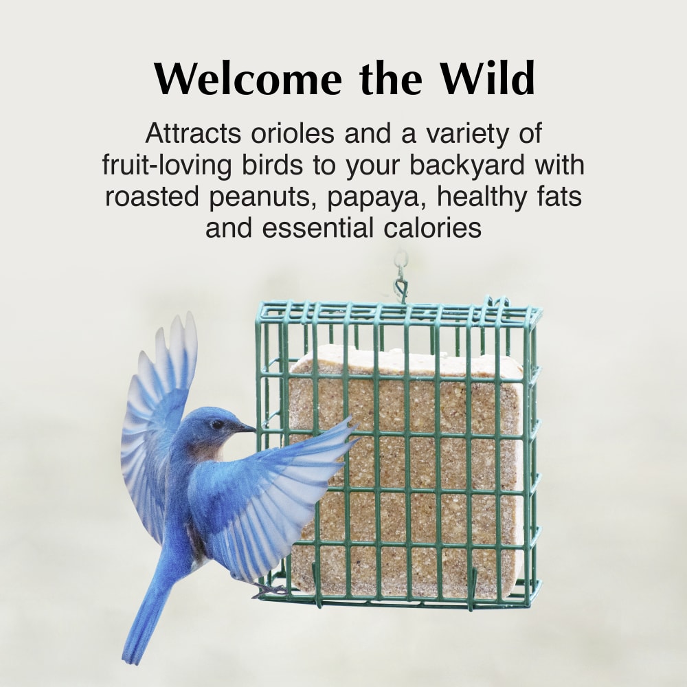 Attract a variety of fruit-eating birds to your backyard