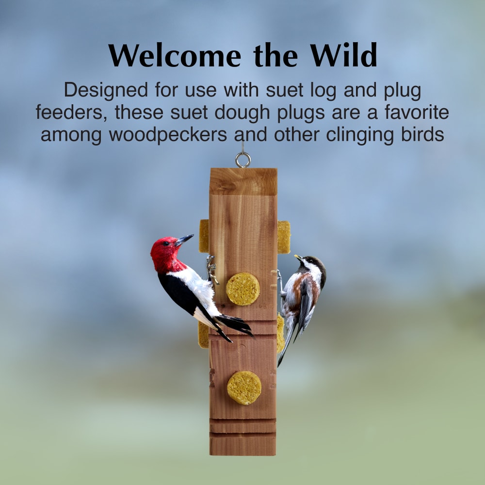 Suet dough plugs are a favorite among woodpeckers and clinging birds