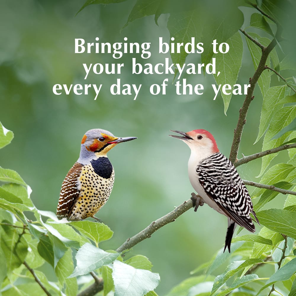 Bringing birds to your backyard every day of the year