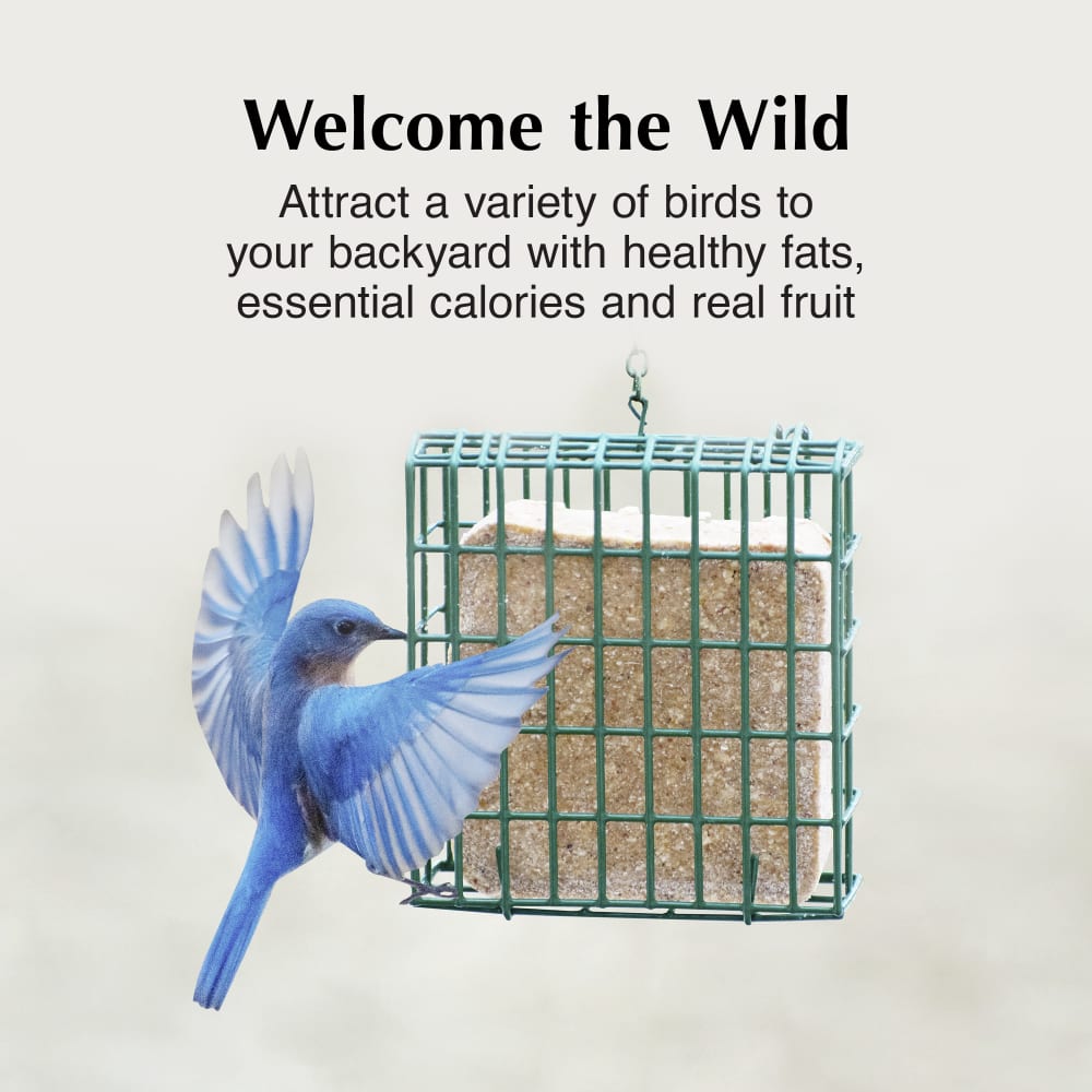 Attract a variety of suet eating birds to your backyard