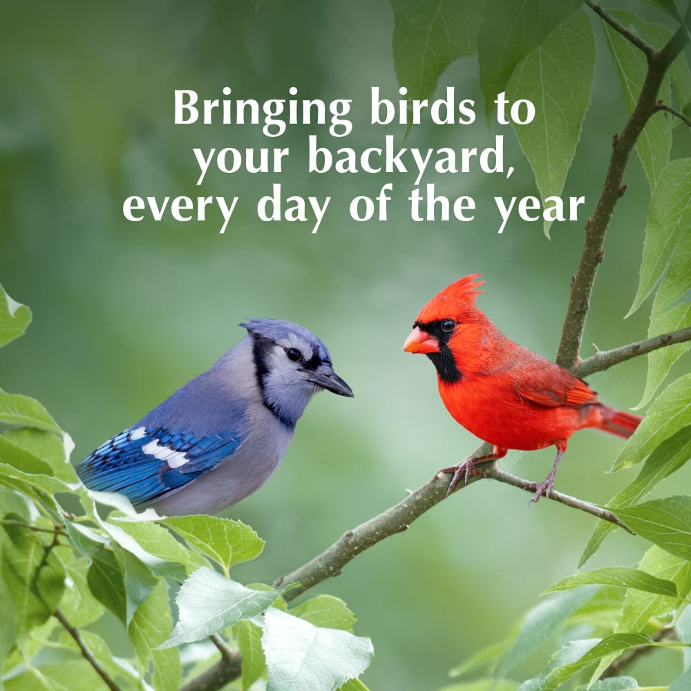 Bringing birds to your backyard, every day of the year