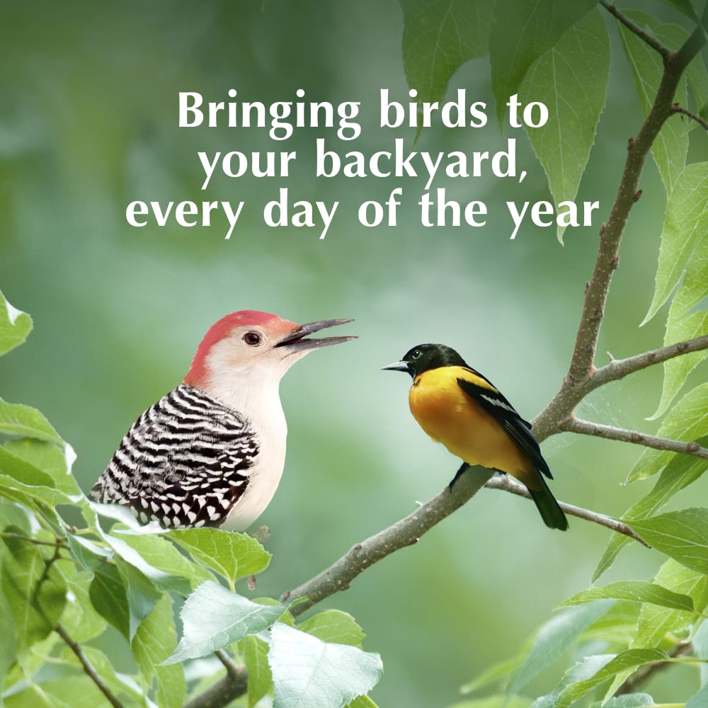 Bringing birds to your backyard, every day of the year