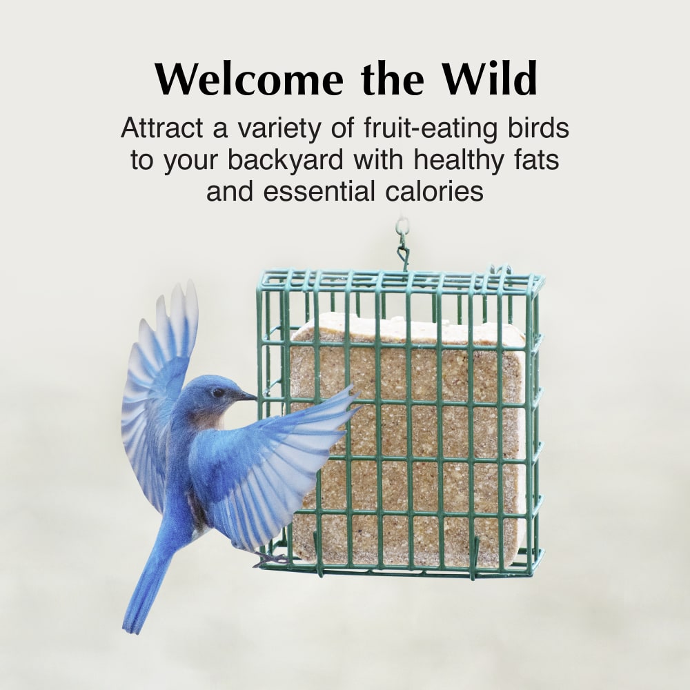 Attract a variety of fruit-eating birds to your backyard