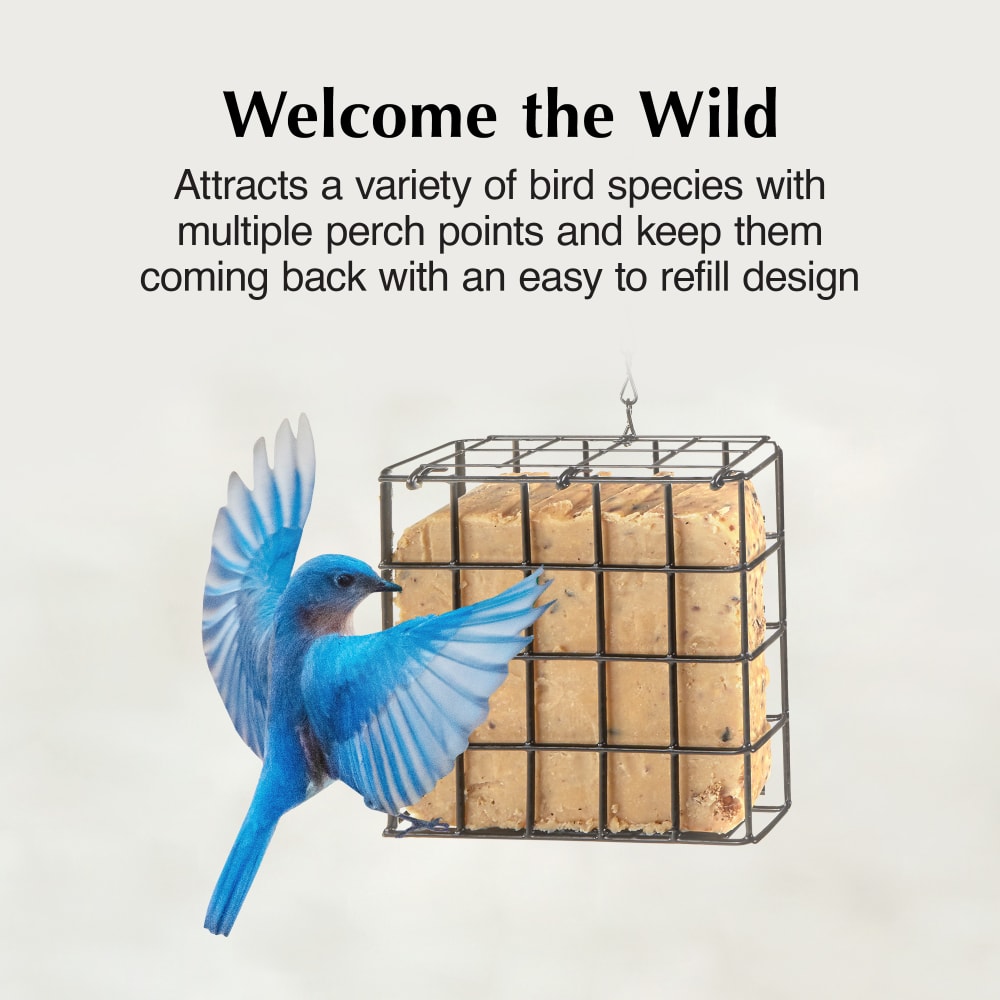 Attract a variety of birds with multiple perch points
