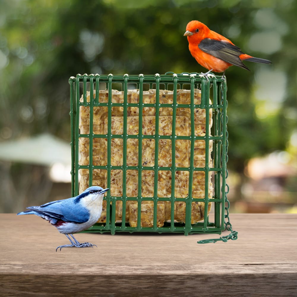 A green suet basket sitting on a wooden table with two wild birds