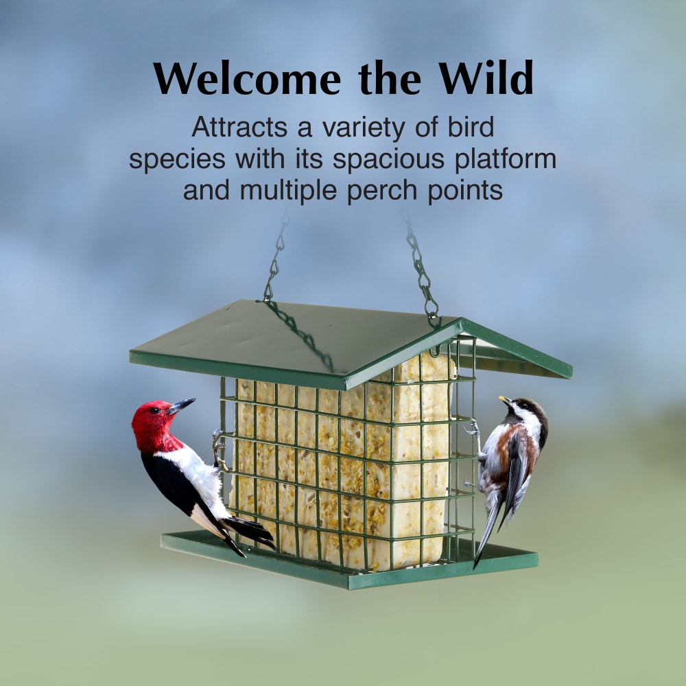 Attract a variety of bird species with its spacious platform