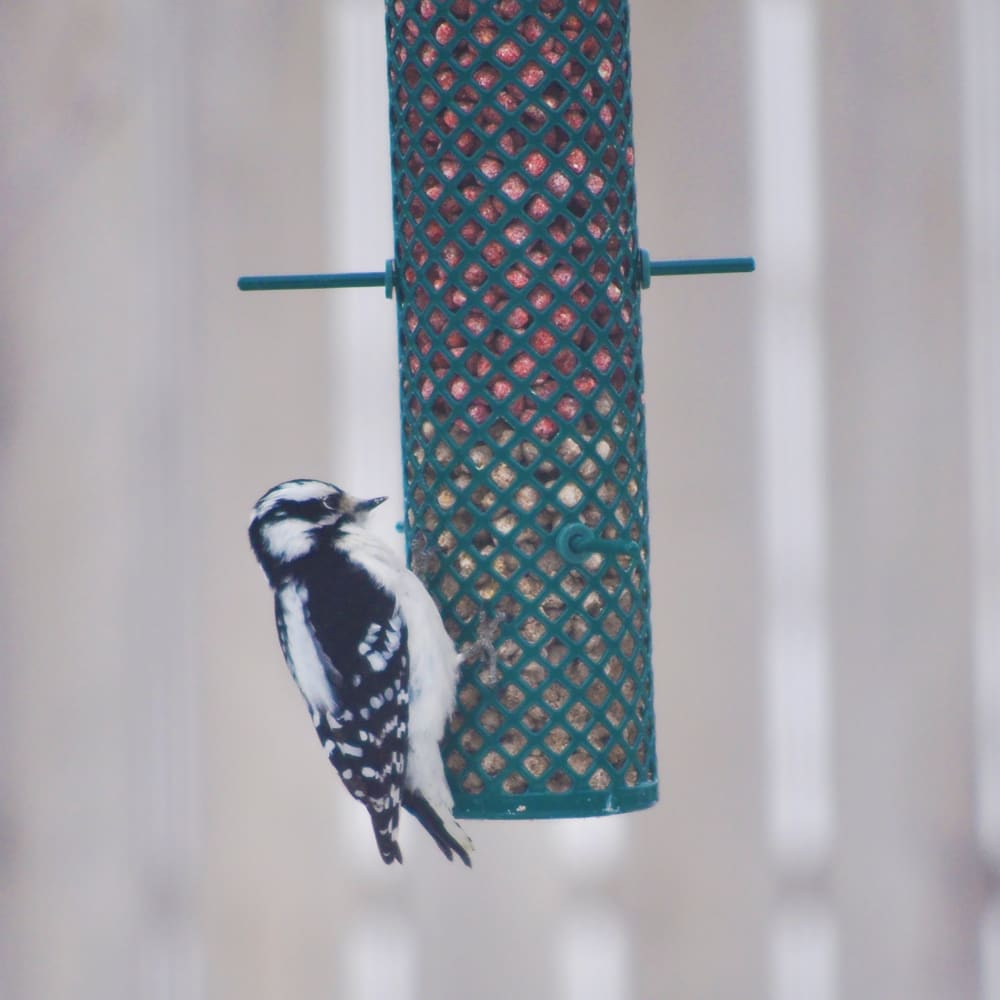 018222007530-candsproducts-wirenuggetfeeder-57lbs-lifestyle