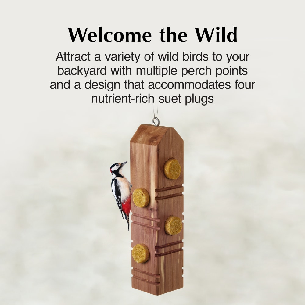 Attract a variety of wild birds to your backyard