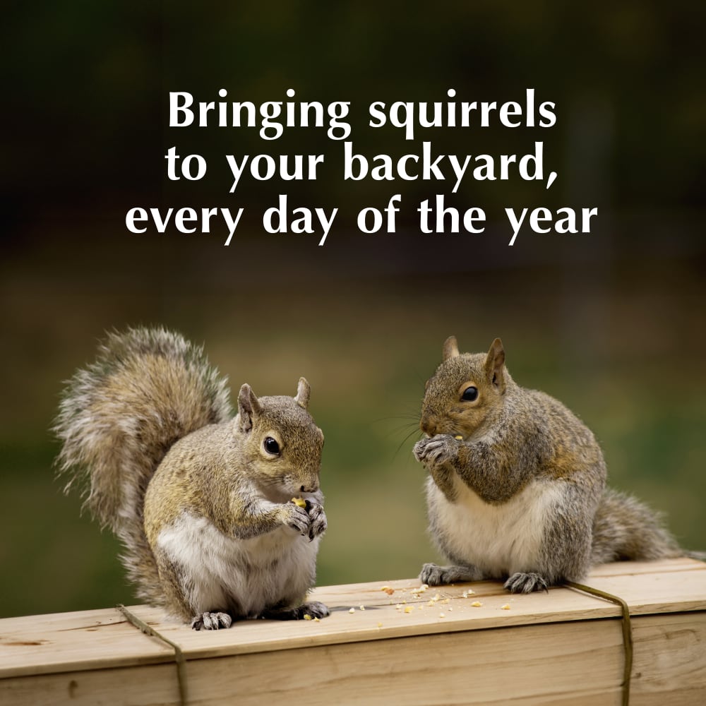 Bringing Squirrels to your backyard every day of the year