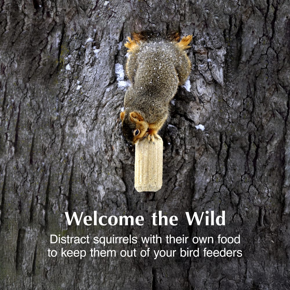 Distract squirrels to keep them out of your bird feeders