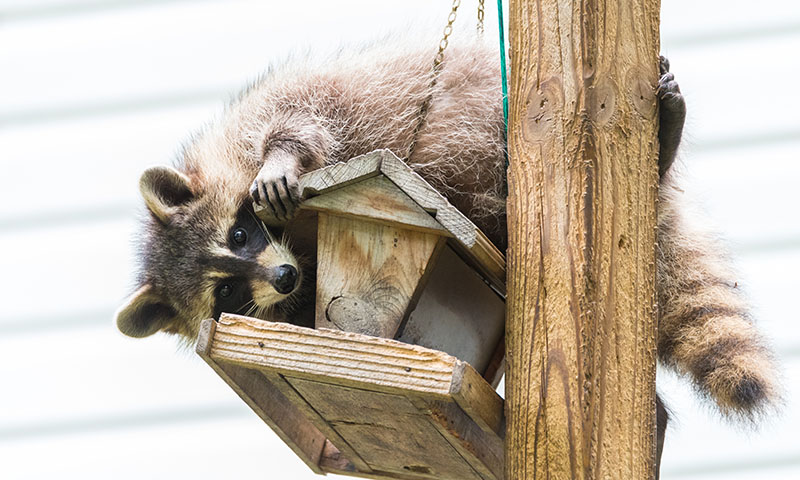 if-i-dont-see-raccoons-does-that-mean-i-don_27t-have-them