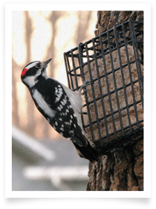 Wild Bird Suet Feeder