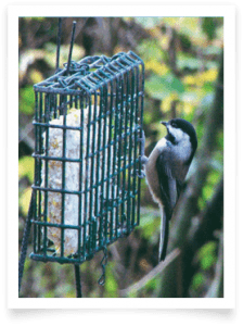 Wild Bird Suet Feeder