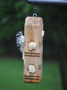 Suet and Suet Dough Plug Feeder