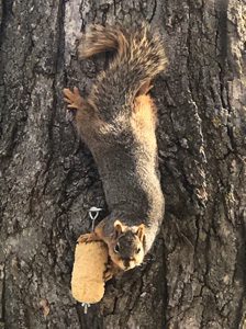Squirrel Feeding Products