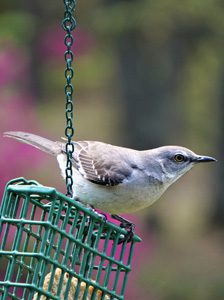 Wild Bird on Feeder